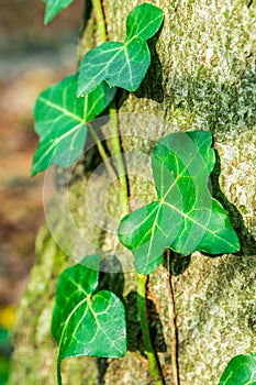 Detailní pohled na břečťan v lese