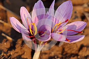Closeup look of saffron flowers in kashmir valley, india