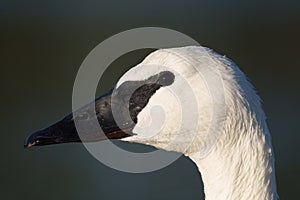 Closeup look of trumpeter Swan resting at lakeside