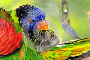 Closeup of lorikeet bird