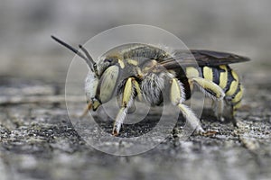 Closeup on a Lot\'s Woolcarder, Anthidium loti from the Gard, France