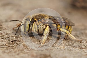Closeup on an Lot's Woolcarder bee, Anthidium loti sitting