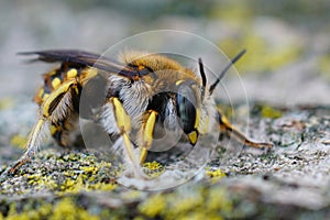 Closeup on a Lots woolcarder bee, Anthidium loti, sitting on wood