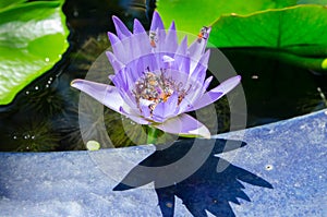 Closeup lotus bee swarm