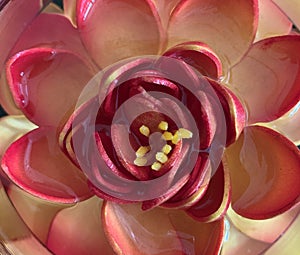 Closeup of a lotus flower