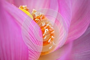 Closeup lotus flower