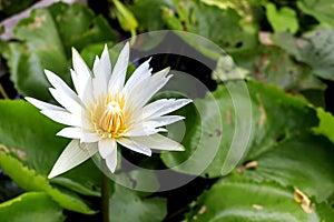 Closeup lotus flower