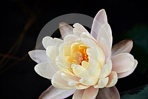 Closeup lotus flower in pond : Soft focus