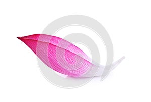 Closeup on lotus petal on white background