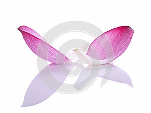 Closeup on lotus petal on white background.