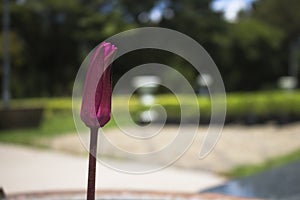 Closeup, Lotus purple waiting time for bloom