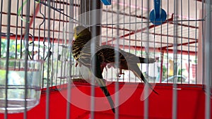 Closeup of love birds in a cage