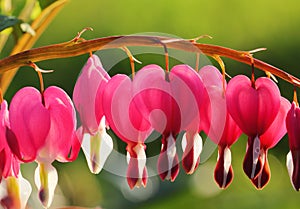 Closeup of the lovely Bleeding Heart Lamprocapnos spectabilis.