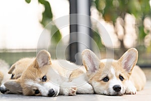 Closeup of lovely, cute corgi dog puppies lying