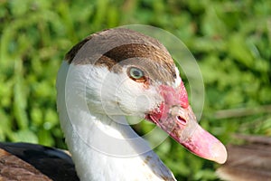Closeup of lovely face with red beak of muscovy duck in sunshine