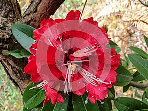 Closeup of a lovely Rhododendron arboreum, burans flower eaten by birds with green leaves in jungle of mandi, Himachal pradesh, In
