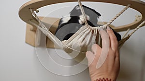 Closeup of loving female owner playing teasing with adorable cat lying resting on hanging bed. Cute pet swinging on