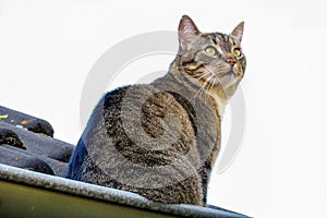 Closeup low angle shot of a beautiful cat with green eyes standing on a roof