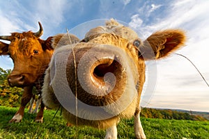 Closeup low-angle shot of a herd of cows sniffing the camera in the green field under the blue sky