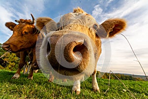 Closeup low-angle shot of a herd of cows sniffing the camera in the green field under the blue sky