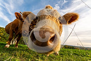 Closeup low-angle shot of a herd of cows sniffing the camera in the green field under the blue sky