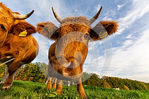 Closeup low-angle shot of a herd of cows sniffing the camera in the green field under the blue sky