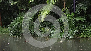 closeup low angle view of summer heavy rain drops falling into puddle water rain drop on asphalt of pathway among tropical