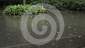 closeup low angle view of summer heavy rain drops falling into puddle water rain drop on asphalt of pathway among tropical