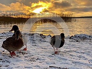 Closeup low angle winter scene with Mallard duck birds in snow at sunset by the water.