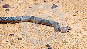 Closeup of a lowland copperhead crawling on the sand under the sunlight