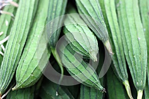 Closeup luffa vegetable