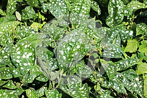 Closeup of lungwort or pulmanaria leaves with white blotches on.