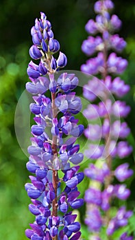 Closeup of lupines in the garden