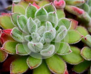 Closeup of lush green Echeveria, Mexican Firecracker, growing together in close proximity