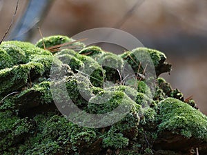 Closeup of Lush Green Moss on a Dead Tree Stump in Winter