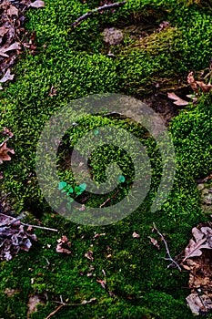 Closeup of lush green moss on a small riverbank in Slatina, Strehareti forest, Romania