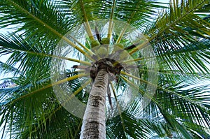 Closeup of a lush palm photo