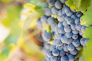 Closeup Lush, Ripe Wine Grapes on the Vine Ready for Harvest