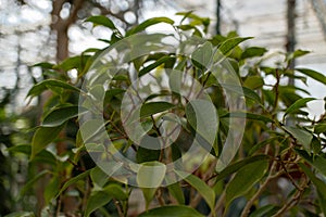 Closeup of a lush terrestrial plant with many green leaves