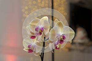 Closeup of a lush yellow and lilac orchid with unfocused lights in the background. Night photo with selective focus