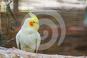 Closeup of a lutino cockatiel, popular color mutation in aviculture, tropical bird specie from Australia