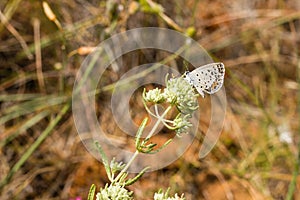 Closeup of Lycaenidae butterfy collecting nectar from plant