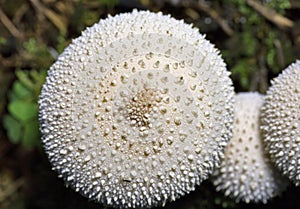 Closeup of Lycoperdon perlatum, popularly known as the common puffball, warted puffball.