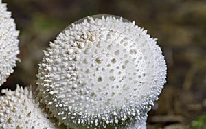 Closeup of Lycoperdon perlatum, popularly known as the common puffball, warted puffball.