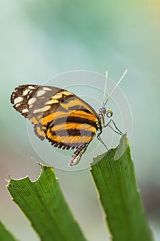 Closeup of a lycorea halia cleobaea butterfly on green leaf