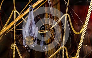 Closeup of a lyle`s flying fox hanging on a branch, Tropical and vulnerable bat specie from Asia, Nocturnal halloween