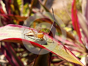 Closeup lynx spider on leaf