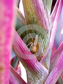 Closeup lynx spider on leaf