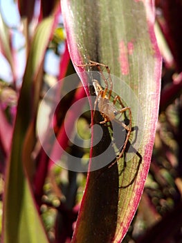 Closeup lynx spider on leaf