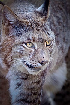 Closeup of lynx with yellow eyes